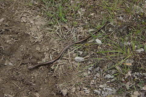 serp, cuc lent, natrix, llangardaix, naturalesa, gatejar, fauna animal, temes d'animals, animals a la natura, animal, un animal, rèptil, planta, cap gent, terra, vertebrats, herba, vista d’angle alt, camp, dia, a l'aire lliure, marró, verinós, bosc, 5K, CC0, domini públic, lliure de regalies