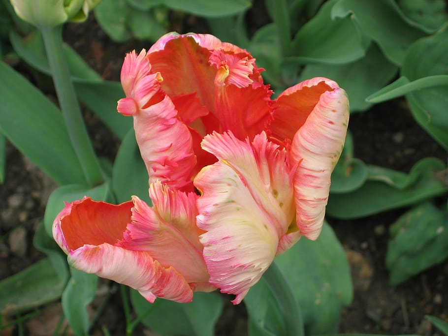 rosa, tulipano, Pasqua, tulipano rosa, parco rolle, fiore, petalo, pianta, natura, crescita, foglia, pianta fiorita, fragilità, bellezza nella natura, vulnerabilità, freschezza, avvicinamento, infiorescenza, testa di fiore, parte vegetale, colore rosa, giorno, concentrarsi sulle conoscenze acquisite, nessuno, all'aperto, polline, 1080P