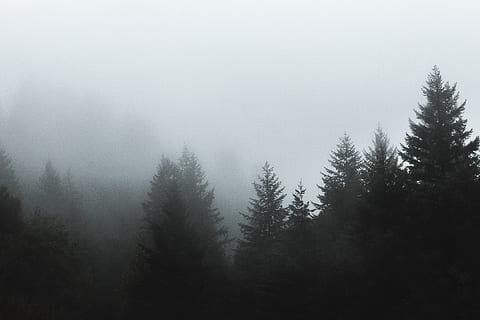 mist, aan het bedekken, dennenbomen, omgeven, dag, silhouet, nimbus, wolken, boom, Bos, pijnboom, hout, natuur, landschap, winter, Vakantiebestemmingen, buitenshuis, dennenboom, bos-, berg-, sneeuw, hemel, naaldboom, niet-stedelijke scène, schoonheid in de natuur, koude temperatuur, geen mensen, rustige scène, vuren boom, fabriek, kalmte, scenics - natuur, groei, land-, milieu, 4K, CC0, publiek domein, royaltyvrij