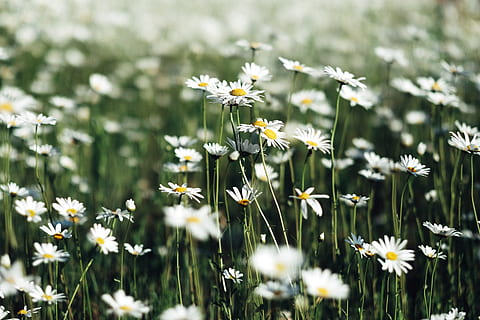 wit, daisy bloem veld, groen, gras, madeliefje, natuur, weide, bloem, zomer, kamille plant, buitenshuis, fabriek, groene kleur, lente, veld-, detailopname, kamille, versheid, geen mensen, schoonheid in de natuur, landelijke scène, margriet, seizoen, zonlicht, dag, kruid, Wildflower, milieu, groei, bloeiende plant, breekbaarheid, kwetsbaarheid, land-, geel, bloemhoofd, witte kleur, bloemblad, selectieve aandacht, bloeiwijze, bloemenbed, stuifmeel, 4K, CC0, publiek domein, royaltyvrij