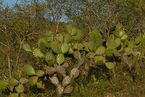 cactus, boom, natuur, fabriek, groei, geen mensen, land-, dag, eten en drinken, schoonheid in de natuur, groene kleur, fruit, voedsel, buitenshuis, vetplant, Bos, milieu, landschap, kalmte, gezond eten, 4K, CC0, publiek domein, royaltyvrij