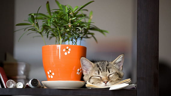 prata, malhado, gato, dormindo, ao lado, verde, em vaso, plantar, maconha, Área de Trabalho, flora, folha, mesa, flor, gato doméstico, doméstico, animais domésticos, pets, mamífero, temas animais, animal, felino, um animal, dentro de casa, ninguém, vaso de planta, cor laranja, vertebrado, natureza, relaxamento, planta de casa, cabeça de animal, 4K, CC0, domínio público, royalty free