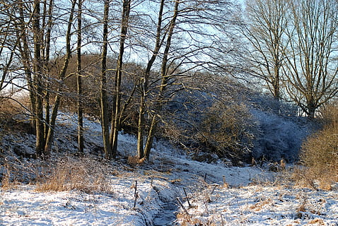 brun, trær, dekket, snø, dagtid, vinter, strøm, natur, landskap, busker, snowy, kaldtemperatur, bare tre, tre, ingen folk, dag, utendørs, frossen, anlegg, ro, land, skjønnhet i naturen, rolig scene, naturskjønnhet - natur, ikke-urbane scene, gren, dekker, miljø, skog, 4K, CC0, offentlig domene, opphavsrett gratis