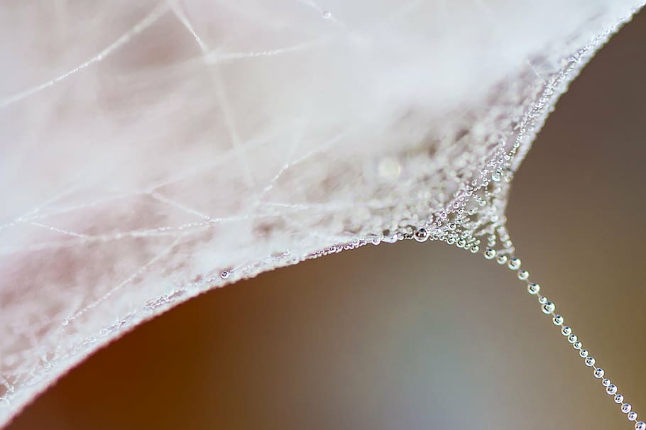 acqua, gocciolare, freddo, rugiada, vicino, perline, umido, ragnatela, avvicinamento, nessuno, fotogramma intero, sfondi, in casa, freschezza, giorno, primo piano estremo, fragilità, natura, vulnerabilità, messa a fuoco selettiva, far cadere, concentrarsi sulle conoscenze acquisite, macro, bagnato, all'aperto, astratto, girato in studio, purezza, lusso, 2K