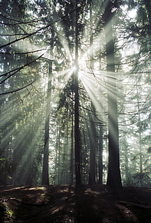 sol, bosc, humor, arbre, fullatge de tardor, llum, ombra, brillant, tardor, colors de la tardor, llum de fons, al matí, bosc de tardor, bonic, estiria, romàntic, margit wallner, raig de sol, naturalesa, a l'aire lliure, branca, planta, terra, creixement, bellesa a la natura, tranquil·litat, tronc de l'arbre, tronc, escena no urbana, dia, llum solar, escena tranquil·la, cap gent, boira, escenics - natura, medi ambient, streaming, arbre de coníferes, 4K, CC0, domini públic, lliure de regalies