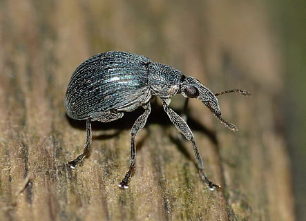 korenworm, insecten, kever, natuur, dier, insect, dieren in het wild, dierlijke thema's, dierenleven, één dier, ongewerveld, detailopname, geen mensen, dag, selectieve aandacht, focus op de voorgrond, volledige lengte, buitenshuis, hout - materiaal, zwarte kleur, macro, fabriek, 1080P, CC0, publiek domein, royaltyvrij