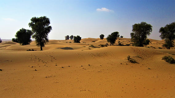 dubai, desert, arbres, arbre, paisatge, cel, naturalesa, a l'aire lliure, escenics, sorra, terra, escenics - natura, planta, tranquil·litat, escena tranquil·la, medi ambient, duna de sorra, cap gent, bellesa a la natura, escena no urbana, dia, clima àrid, clima, semiàrid, 4K, CC0, domini públic, lliure de regalies