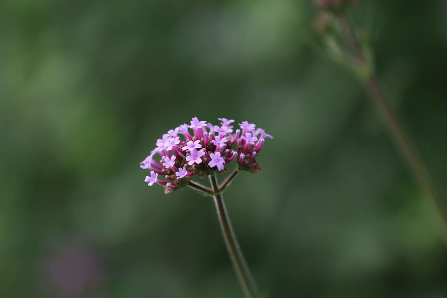lilla, fiore, macro, vicino, viola, giardino, pianta fiorita, pianta, bellezza nella natura, fragilità, vulnerabilità, freschezza, crescita, avvicinamento, testa di fiore, petalo, concentrarsi sulle conoscenze acquisite, infiorescenza, stelo vegetale, natura, giorno, nessuno, all'aperto, botanica, 5K