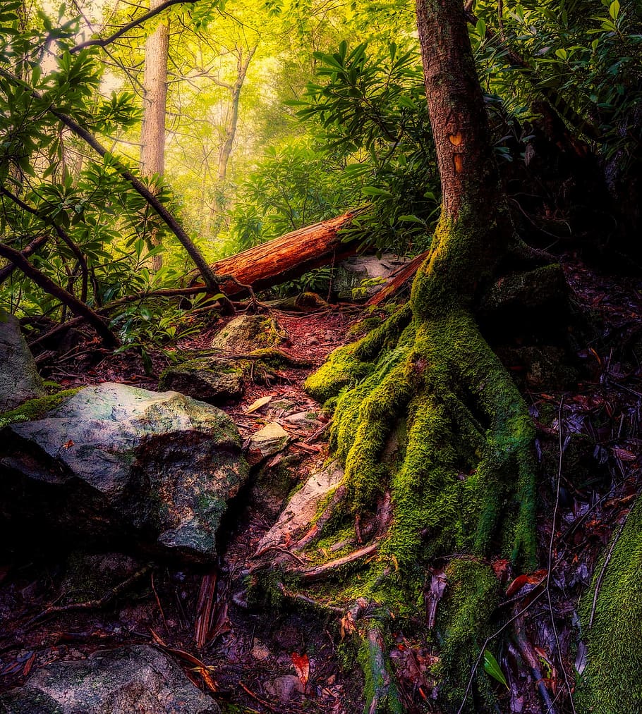 Skov, sten maleri, landskab, træer, træ rod, mos, natur, udendørs, Land, landdistrikterne, hdr, træ, plante, ro, jord, vækst, skønhed i naturen, træstamme, bagagerum, ingen mennesker, rolig scene, ikke-urbane scene, dag, scenics - natur, grøn farve, idyllisk, regnskov, 1080P