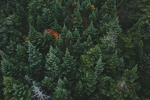 aèria, vista, verd, fulles, arbres, superior, veure la foto, pins, bosc, arbre, pi, fusta, conífera, fullatge, de fulla perenne, avet, coniferou, naturalesa, planta, creixement, color verd, cap gent, bellesa a la natura, dia, marc complet, tranquil·litat, terra, a l'aire lliure, frescor, exuberant fullatge, vista d’angle alt, fons, primer pla, escena tranquil·la, arbre de coníferes, liquen, 5K, CC0, domini públic, lliure de regalies