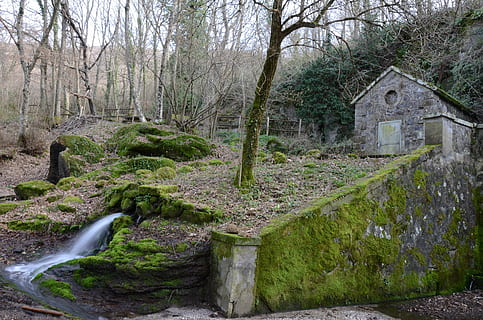 foresta, fonte, viterbo, albero, pianta, terra, architettura, struttura costruita, nessuno, natura, la tranquillità, giorno, tronco d'albero, tronco, crescita, bellezza nella natura, scena tranquilla, esterno dell'edificio, scenics - natura, albero nudo, bosco, all'aperto, 4K, CC0, dominio pubblico, privo di copyright