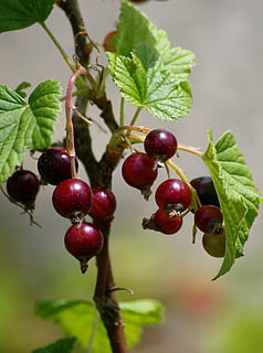 cassis, ovoce, letní, Příroda, list, zralý, bobulové ovoce, Červené, jídlo, svěžest, rostlina, větev, Zdravé stravování, jídlo a pití, rostlinné části, růst, detail, blahobyt, nikdo, zaměřit se na popředí, stonek rostliny, krása v přírodě, strom, den, venku, třešeň, 2K, CC0, veřejná doména, bez autorských práv