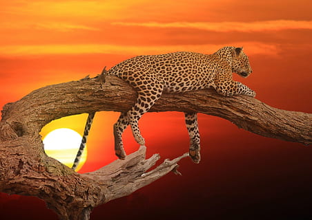 leopard, træstamme, solnedgang, bark, træ, mørk, orange, himmel, natur, skumring, sol, udendørs, naturlig, naturskøn, lyse, scene, sort, nat, dyr, dyre temaer, dyreliv, et dyr, dyr i naturen, ingen mennesker, pattedyr, stor kat, hvirveldyr, kat, feline, orange farve, sidebillede, farvet baggrund, fik øje på, dyr kropsdel, 1080P, CC0, offentligt domæne, royaltyfrie