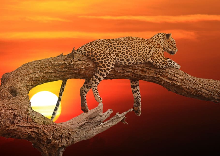 leopard, træstamme, solnedgang, bark, træ, mørk, orange, himmel, natur, skumring, sol, udendørs, naturlig, naturskøn, lyse, scene, sort, nat, dyr, dyre temaer, dyreliv, et dyr, dyr i naturen, ingen mennesker, pattedyr, stor kat, hvirveldyr, kat, feline, orange farve, sidebillede, farvet baggrund, fik øje på, dyr kropsdel, 1080P