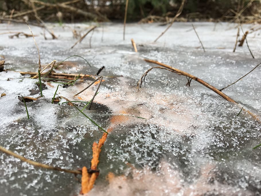 is, natur, kold, kold temperatur, vinter, sne, dag, ingen mennesker, vand, Frosset, udendørs, våd, plante, selektiv fokusering, tæt på, dækker, høj vinkel visning, Kvist, stick - plante del, 4K