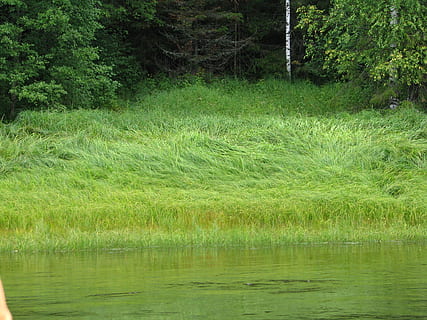 strand, flod, græs, Skov, ferie, natur, vilde træ, Rusland, solskinsdag, rejse, efterår, legering, falde farver, landskab, turisme, efterår græs, plante, træ, grøn farve, ro, skønhed i naturen, vand, rolig scene, vækst, sø, scenics - natur, jord, ingen mennesker, dag, havnefronten, ikke-urbane scene, afspejling, udendørs, sump, 1080P, CC0, offentligt domæne, royaltyfrie
