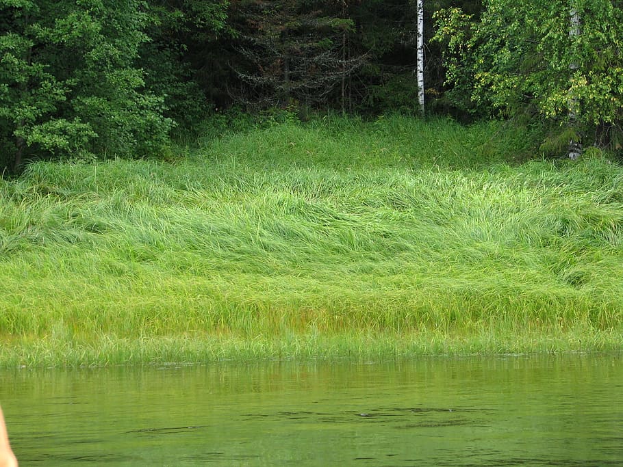strand, flod, græs, Skov, ferie, natur, vilde træ, Rusland, solskinsdag, rejse, efterår, legering, falde farver, landskab, turisme, efterår græs, plante, træ, grøn farve, ro, skønhed i naturen, vand, rolig scene, vækst, sø, scenics - natur, jord, ingen mennesker, dag, havnefronten, ikke-urbane scene, afspejling, udendørs, sump, 1080P