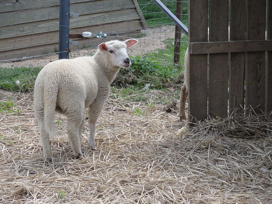 pecora, ovino, animale, mammifero, temi animali, un animale, vertebrato, animali domestici, domestico, bestiame, giorno, nessuno, in piedi, terra, campo, natura, pianta, giovane animale, confine, erba, all'aperto, erbivoro, 2K