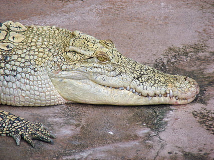 crocodilo, perfil, perto, réptil, animal, animais em estado selvagem, temas animais, animais selvagens, um animal, vertebrado, parte do corpo animal, ninguém, cabeça de animal, relaxamento, agua, placa, natureza, comunicação, fechar-se, sinal de aviso, dia, escala animal, boca aberta, 2K, CC0, domínio público, royalty free