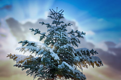 laag, hoek, sneeuw, bedekt, boom, boomtop, naaldboom, winter, besneeuwd, hemel, verlichting, koude temperatuur, fabriek, schoonheid in de natuur, natuur, bevroren, geen mensen, wolk - lucht, witte kleur, kalmte, groei, ijs-, detailopname, dag, scenics - natuur, tak, dennenboom, 1080P, CC0, publiek domein, royaltyvrij