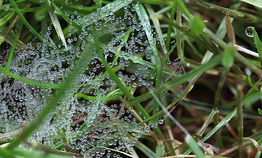 fotografia ravvicinata, verde, erba, rugiada di mucca, gocciolare, rugiada, ragnatela, Rete, goccia d'acqua, goccia di rugiada, avvicinamento, natura, acqua, pianta, prato, Morgentau, macro, giardino, estate, filligran, halm, filo d'erba, crescita, far cadere, bagnato, bellezza nella natura, colore verde, messa a fuoco selettiva, freschezza, nessuno, foglia, giorno, parte vegetale, pioggia, fragilità, all'aperto, goccia di pioggia, stagione piovosa, le foglie, purezza, 5K, CC0, dominio pubblico, privo di copyright