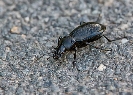 escarabat, insecte, bosc, naturalesa, macro, tancar, animal, panzer, ala, volar, un animal, invertebrat, temes d'animals, animals a la natura, fauna animal, primer pla, dia, enfocament selectiu, cap gent, ala dels animals, sòlid, zoologia, a l'aire lliure, textura, vista d’angle alt, 4K, CC0, domini públic, lliure de regalies