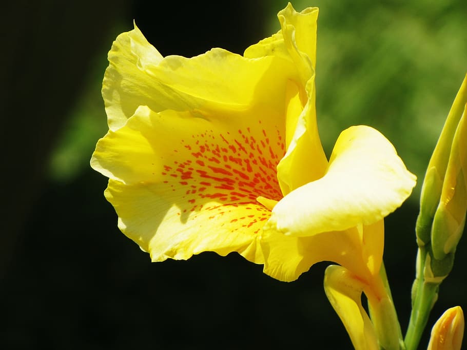 iris, fiore, fioritura, giallo, natura, bellezza, pianta, pianta fiorita, vulnerabilità, fragilità, petalo, bellezza nella natura, freschezza, testa di fiore, avvicinamento, crescita, infiorescenza, nessuno, polline, all'aperto, colore vibrante, concentrarsi sulle conoscenze acquisite, sfondo nero, primavera, morbidezza, iris - pianta, 1080P