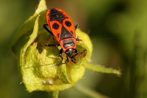brouk, Chyba, požární chyba, hmyz, hmyz makro, zvíře, zavřít, makro, Příroda, živočišného světa, fauna, rostlina, list, zelená, maska, totemová maska, zvířat, bezobratlý, zvířata ve volné přírodě, jednoho zvířete, detail, rostlinné části, zelená barva, nikdo, den, venku, zaměřit se na popředí, Červené, selektivní zaměření, 4K, CC0, veřejná doména, bez autorských práv