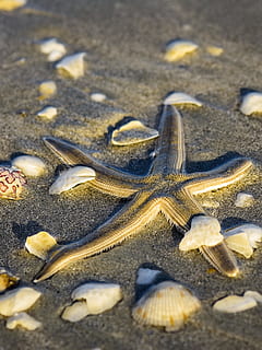 søstjerner på sand, stjerne, fisk, søstjerne, skaller, sand, stjerne, fisk, strand, tropisk, marine, hav, hav liv, ingen mennesker, muslingeskal, jord, natur, høj vinkel visning, dag, tæt på, skal, selektiv fokusering, dyr, sollys, dyreliv, skønhed i naturen, udendørs, dyreskal, dyre temaer, mad, rullesten, 4K, CC0, offentligt domæne, royaltyfrie