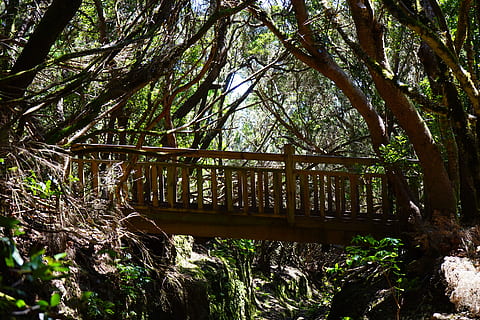 Netz, Brücke, Wald, Weg, Pfad, Teneriffa, anaga landschaftspark, Parque Rural de Anaga, anaga, Anaga-Gebirge, weg spürt er, Lorbeerwald, Märchenwald, Brücke - künstliche Struktur, Baum, draußen, keine Leute, Tag, Natur, Pflanze, Land, Wachstum, die Architektur, gebaute Struktur, Verbindung, Ruhe, Baumstamm, ruhige Szene, Wasser, Kofferraum, Steg, Holz - Material, 5K, CC0, gemeinfrei, lizenzfrei