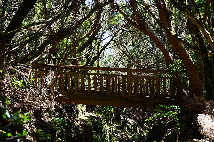 web, pont, bosc, ruta, lluny, Camí, tenerife, anaga landschaftspark, parque rural de anaga, anaga, muntanyes d’Anaga, se sent allunyat, bosc de llorer, bosc de conte de fades, pont - estructura feta per l'home, arbre, a l'aire lliure, cap gent, dia, naturalesa, planta, terra, creixement, arquitectura, estructura construïda, connexió, tranquil·litat, tronc de l'arbre, escena tranquil·la, aigua, tronc, passarel·la, material de fusta, 5K