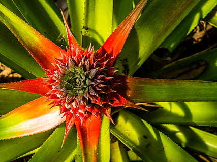 pinya jove, pinya, fruita, naturalesa, planta, full, estiu, color verd, primer pla, creixement, bellesa a la natura, flor, planta amb flors, frescor, vermell, cap gent, dia, part de la planta, centrar-se en primer pla, fragilitat, vulnerabilitat, planta suculenta, inflorescència, cap de flor, 4K, CC0, domini públic, lliure de regalies