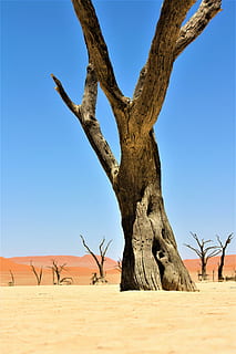 brown, bare, tree, desert, daytime, photography, leafless tree, dune, sand, sky, blue, dead, stump, trunk, bark, dry, quiet, space, open, sunny, clear sky, land, nature, plant, tree trunk, landscape, arid climate, scenics - nature, climate, day, bare tree, environment, sunlight, no people, dead plant, outdoors, 4K, CC0, public domain, royalty free