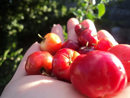 Obst, rot, baum, Blätter, Lebensmittel, Acerola, rot, Baum, gesundes Essen, Essen und Trinken, draußen, menschliche Hand, Wohlbefinden, Frische, Hand, menschliches Körperteil, eine Person, Nahansicht, halten, Tag, Fokus auf den Vordergrund, Finger, echte Menschen, menschlicher Finger, Sonnenlicht, Natur, reif, 4K, CC0, gemeinfrei, lizenzfrei