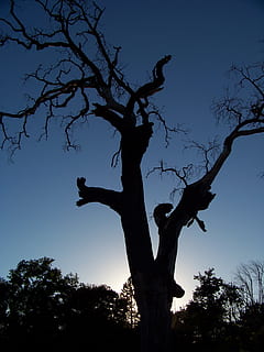 vecchio, decadimento, Diviso, tramonto, albero, biologico, tramonto, albero, agricoltura, all'aperto, ambiente, tronco, rami, natura, bosco, foresta, natura selvaggia, boschi, silhouette, fauna selvatica, animale, animali allo stato selvatico, un animale, pianta, cielo, ramo, albero nudo, Inquadratura dal basso, nessuno, la tranquillità, crescita, cielo sereno, tronco d'albero, scena tranquilla, crepuscolo, bellezza nella natura, scenics - natura, 2K, CC0, dominio pubblico, privo di copyright