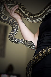 pitone, serpente, animale domestico, animale, testa di serpente, incubi, una persona, adulto, donne, Sezione centrale, rettile, in casa, persone reali, stili di vita, parte del corpo umano, capi di abbigliamento, concentrarsi sulle conoscenze acquisite, un animale, parte del corpo, attività di svago, gamba umana, vertebrato, arto umano, 4K, CC0, dominio pubblico, privo di copyright