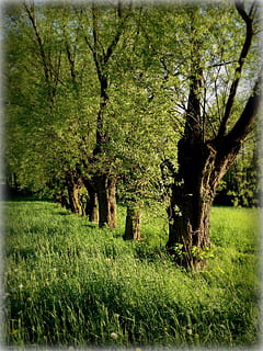 arbre, salze, verd, primavera, naturalesa, planta, herba, color verd, terra, creixement, camp, tranquil·litat, bellesa a la natura, paisatge, cap gent, dia, escena tranquil·la, medi ambient, bosc, escenics - natura, fullatge, a l'aire lliure, escena no urbana, 2K, CC0, domini públic, lliure de regalies