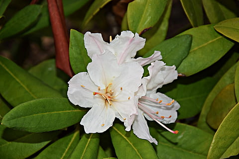 foglia, fiore, natura, nitidezza, giardino, foglia, fiore, macro, bellezza, fioriture, petali di fiori, crescita, petalo, fragilità, Colore bianco, parte vegetale, pianta fiorita, pianta, bellezza nella natura, avvicinamento, freschezza, vulnerabilità, testa di fiore, infiorescenza, polline, concentrarsi sulle conoscenze acquisite, nessuno, colore verde, all'aperto, primavera, 5K, CC0, dominio pubblico, privo di copyright