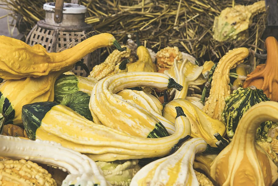 carbassa, fruita, verdures, taronja, tria, gran, enorme, màxims de la cucurbita, cucurbitaceae, cultiu, fruites, cria, tardor, saludable, menjar, Halloween, hokkaidokürbis, gartenkuerbise, comestible, cucurbita, menjar i beguda, frescor, vegetals, alimentació saludable, benestar, groc, mercat, venda al detall, gran grup d'objectes, a la venda, natura morta, vista d’angle alt, Paradeta, cap gent, dia, negocis, abundància, primer pla, visualització al detall, 5K