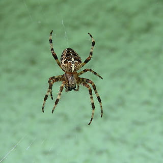 edderkoppespind, makro, natur, edderkop, web, insekt, edderkop-arbejde, skræmmende, naturlig, rædsel, fobi, fare, grøn, et dyr, dyre temaer, dyreliv, dyr i naturen, ingen mennesker, arachnid, leddyr, hvirvelløse, dyr, tæt på, zoologi, fokus på forgrunden, skrøbelighed, dyr ben, dag, dyr kropsdel, udendørs, marine, 1080P, CC0, offentligt domæne, royaltyfrie