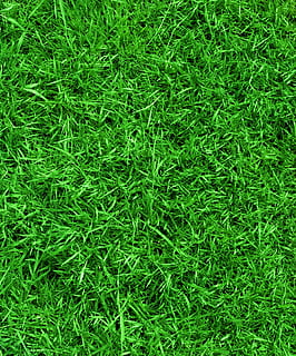 green, grass, easter, nature, spring, field, egg, garden, green color, plant, full frame, backgrounds, growth, high angle view, no people, land, foliage, day, lush foliage, directly above, outdoors, beauty in nature, close-up, tranquility, freshness, 2K, CC0, public domain, royalty free