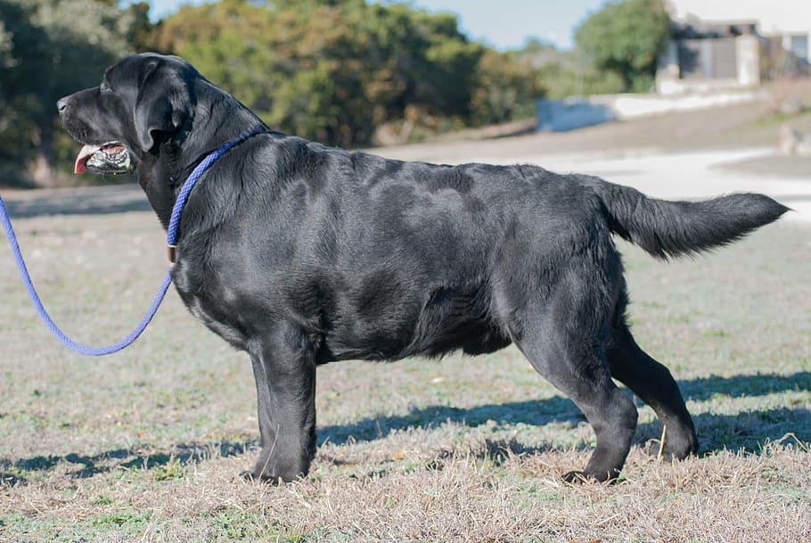 gos, labrador retriever, laboratori negre, pila, Labrador, retriever, mascota, animal, caní, pura raça, feliç, un animal, temes d'animals, mamífer, nacional, mascotes, animals domèstics, color negre, vista lateral, dia, vertebrats, coll, herba, Labrador negre, cap gent, planta, coll de mascotes, centrar-se en primer pla, a l'aire lliure, vista del perfil, 2K