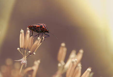 strip bug, insetto, a strisce, natura, foto di insetti, macro, vicino, fiorire, fioritura, rosso, nero rosso, primavera, scarafaggio, insetto striscia chiazzato, Pyrrhocoridae, fiori di ombelico, compositi, animale, carota selvatica, prato, fiore selvaggio, afide, cibo, catturare, vittime, preda, invertebrato, temi animali, fauna selvatica, bellezza nella natura, pianta, avvicinamento, un animale, animali allo stato selvatico, fiore, pianta fiorita, messa a fuoco selettiva, nessuno, fragilità, all'aperto, vulnerabilità, 1080P, CC0, dominio pubblico, privo di copyright