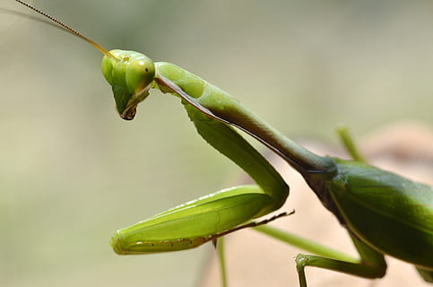 belalang, serangga, makro, warna hijau, tema binatang, merapatkan, hewan, satu binatang, satwa liar hewan, tidak ada orang, belalang sembah, menanam, hari, fokus pada latar depan, binatang di alam liar, bagian tanaman, alam, daun, bagian tubuh hewan, reptil, batang tanaman, di luar rumah, 4K, CC0, domain publik, bebas royalti