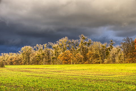 arbres, dosser, prat, verd, llum solar, abendstimmung, crepuscle, vespre, tempesta, núvols de pluja, núvols, drama, humor, niu, niu d’ocells, hdr, rang dinàmic alt, contrast, naturalesa, paisatge, escènic, bosc, cel, estètic, kahl, registre, planta, núvol - cel, arbre, bellesa a la natura, terra, escenics - natura, escena tranquil·la, medi ambient, tranquil·litat, camp, creixement, herba, cap gent, color verd, núvol, dia, a l'aire lliure, ominós, 5K, CC0, domini públic, lliure de regalies