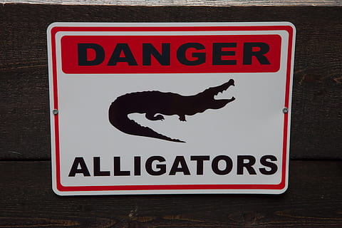attention, danger, warning, caution, warning sign, board, alligator, communication, sign, animal, text, animal themes, mammal, red, western script, no people, one animal, animal wildlife, animal representation, black color, information, business, domestic, domestic animals, information sign, representation, 5K, CC0, public domain, royalty free