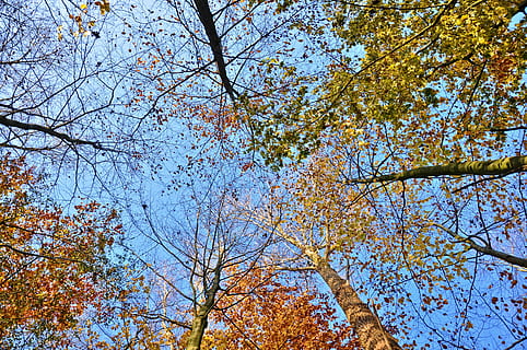 Copa das árvores, arvores, roupa de baixo, sai, árvores de outono, olhando pra cima, céu, céu azul, floresta, árvore, plantar, visão de baixo ângulo, beleza na natureza, ramo, outono, crescimento, tranquilidade, natureza, dia, ninguém, mudança, ao ar livre, scenics - natureza, céu limpo, Copa da árvore, origens, azul, folha, Primavera, 4K, CC0, domínio público, royalty free