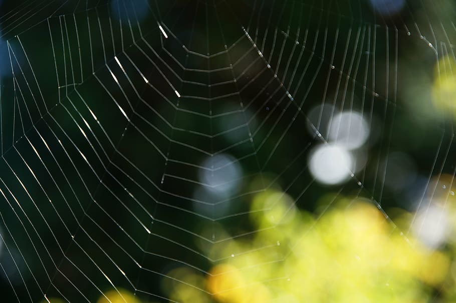 Spinnennetz, Netzwerk, weben, Struktur, Hintergrund, Textur, schließen, Sonnenlicht, Spinne, Natur, Tau, fallen, Nahansicht, Makro, Zerbrechlichkeit, Verletzlichkeit, Tier, Fokus auf den Vordergrund, Tierthemen, Spinnentier, keine Leute, wirbellos, Gliederfüßer, ein Tier, natürliches Muster, Muster, Insekt, Tiere in freier Wildbahn, Tag, selektiver Fokus, Komplexität, draußen, Netz, Tierbein, 4K