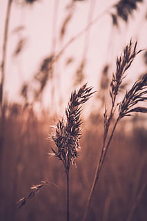 selectief, focus, planten, focus foto, bruin, fonteingras, dag, zuiver, gras, natuur, fabriek, zomer, buitenshuis, landelijke scène, herfst, veld-, tarwe, detailopname, landbouw, zonsondergang, seizoen, geen mensen, geel, zonlicht, schoonheid in de natuur, graanplant, gewas, groei, kalmte, focus op de voorgrond, selectieve aandacht, hemel, droog, land-, scenics - natuur, breekbaarheid, kwetsbaarheid, gedroogde plant, dode plant, timothy gras, verwelkte plant, stengel, 5K, CC0, publiek domein, royaltyvrij