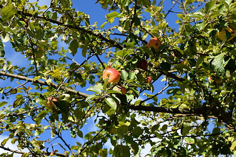 Apfelbaum, Früchtegarten, Apfel, Baum, Obst, Garten, Herbst, Spätsommer, roter Apfel, Ernte, apfelernte, frisch, Ast, Blatt, Natur, Flachwinkelansicht, gesundes Essen, Pflanze, Lebensmittel, Essen und Trinken, Wachstum, Pflanzenteil, Obstbaum, Schönheit in der Natur, Frische, Tag, grüne Farbe, keine Leute, Sonnenlicht, draußen, reif, 5K, CC0, gemeinfrei, lizenzfrei